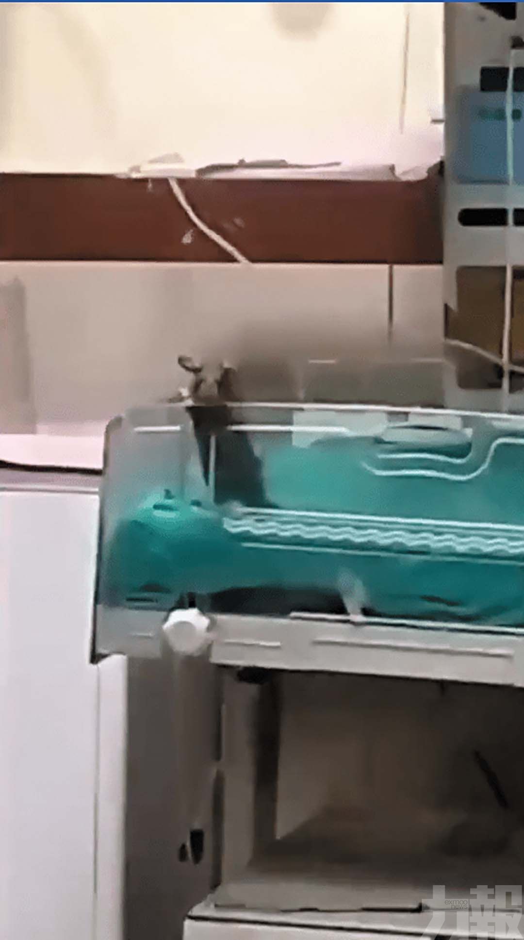 兩名新生兒疑被老鼠咬死