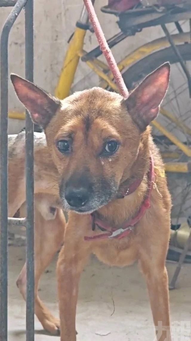忠犬死守半年瘦成皮包骨
