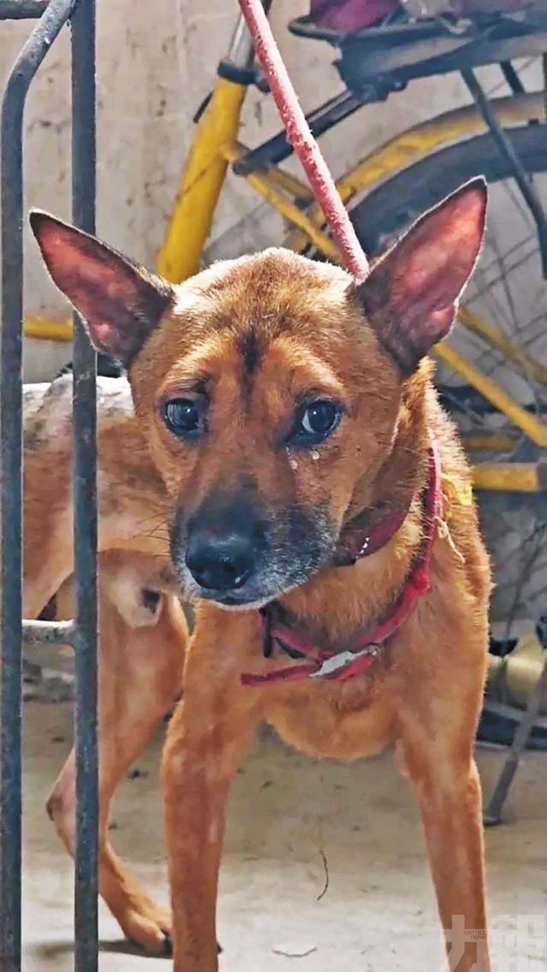 忠犬死守半年瘦成皮包骨