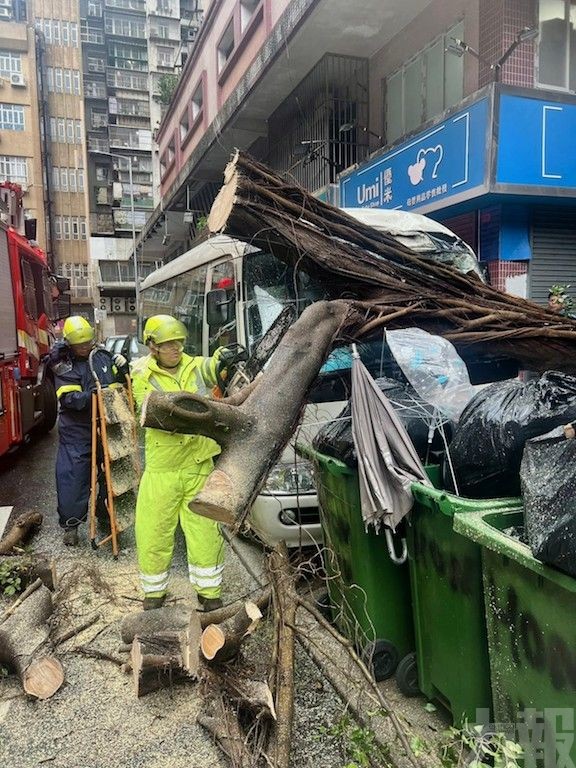市政署派員清理馬路上的塌樹及斷枝
