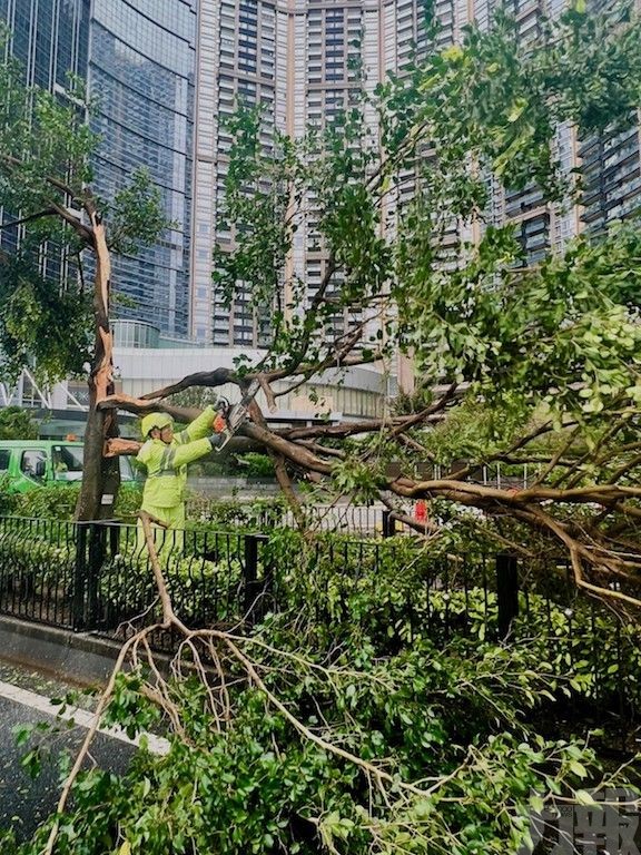 市政署派員清理馬路上的塌樹及斷枝