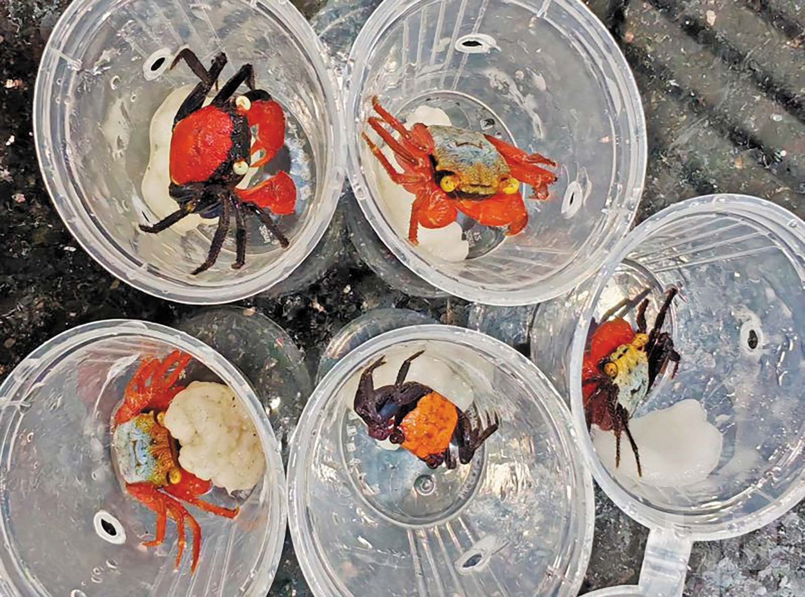 「異寵」熱潮引發生物安全警惕