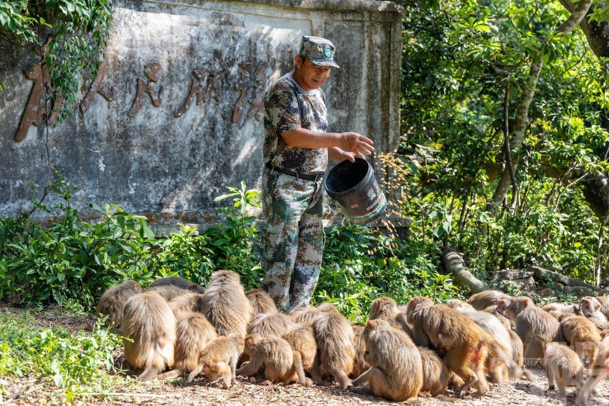36年守護獼猴與青山