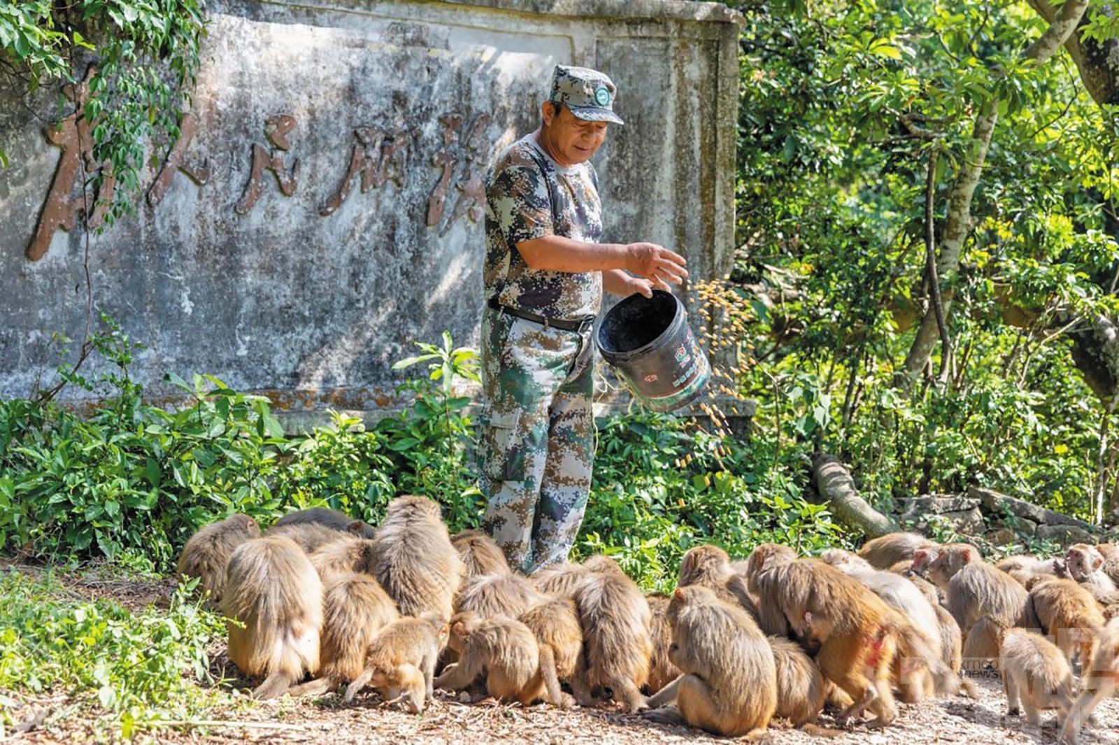 36年守護獼猴與青山