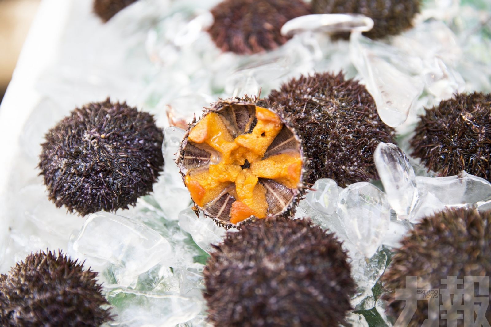 變廚餘為飼料助改善海洋生態 變廚餘為飼料助改善海洋生態