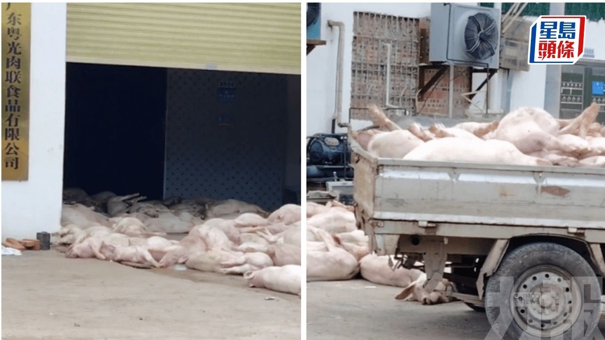 當局拘七人 嚴防流入市場