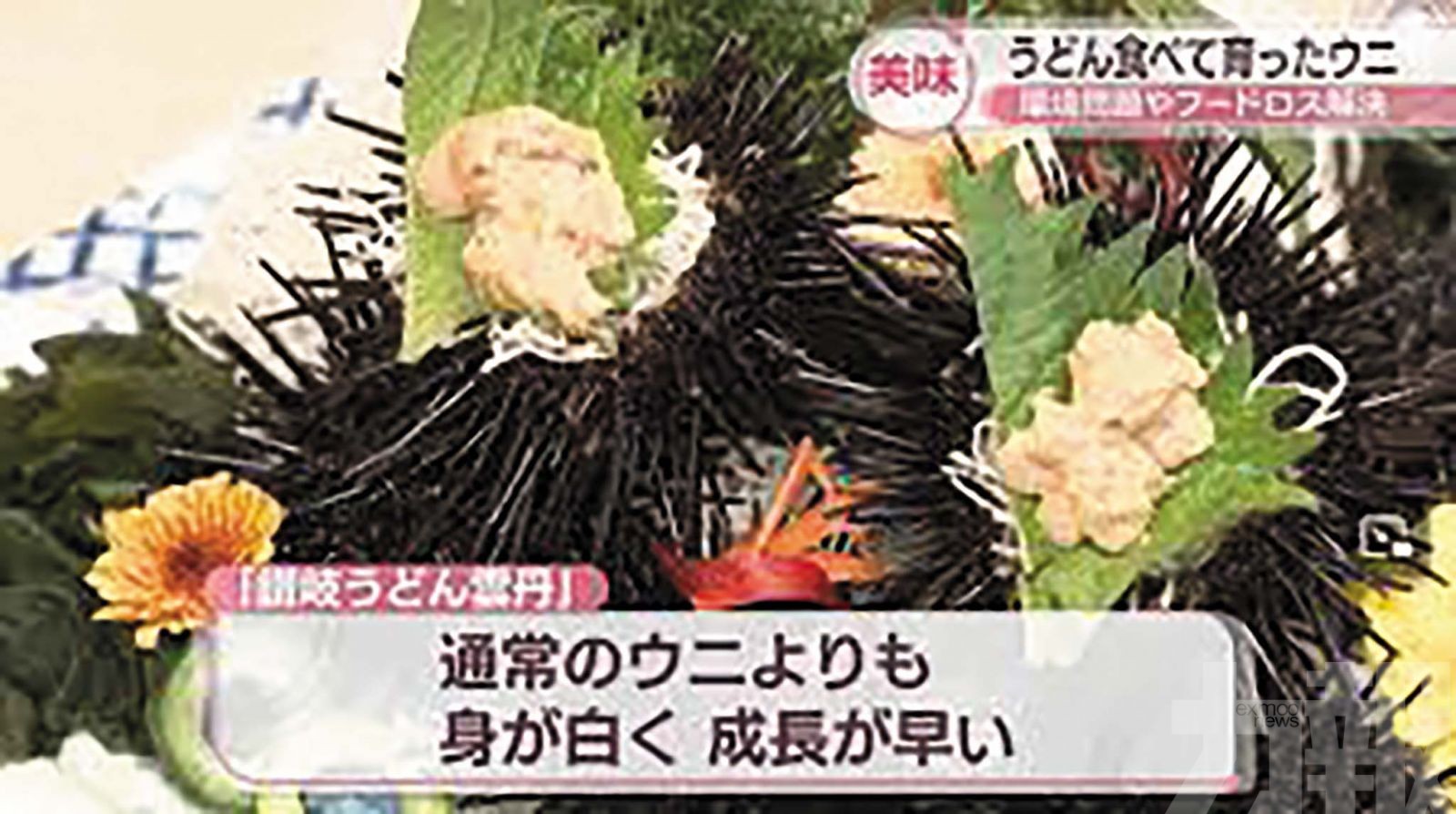 變廚餘為飼料助改善海洋生態