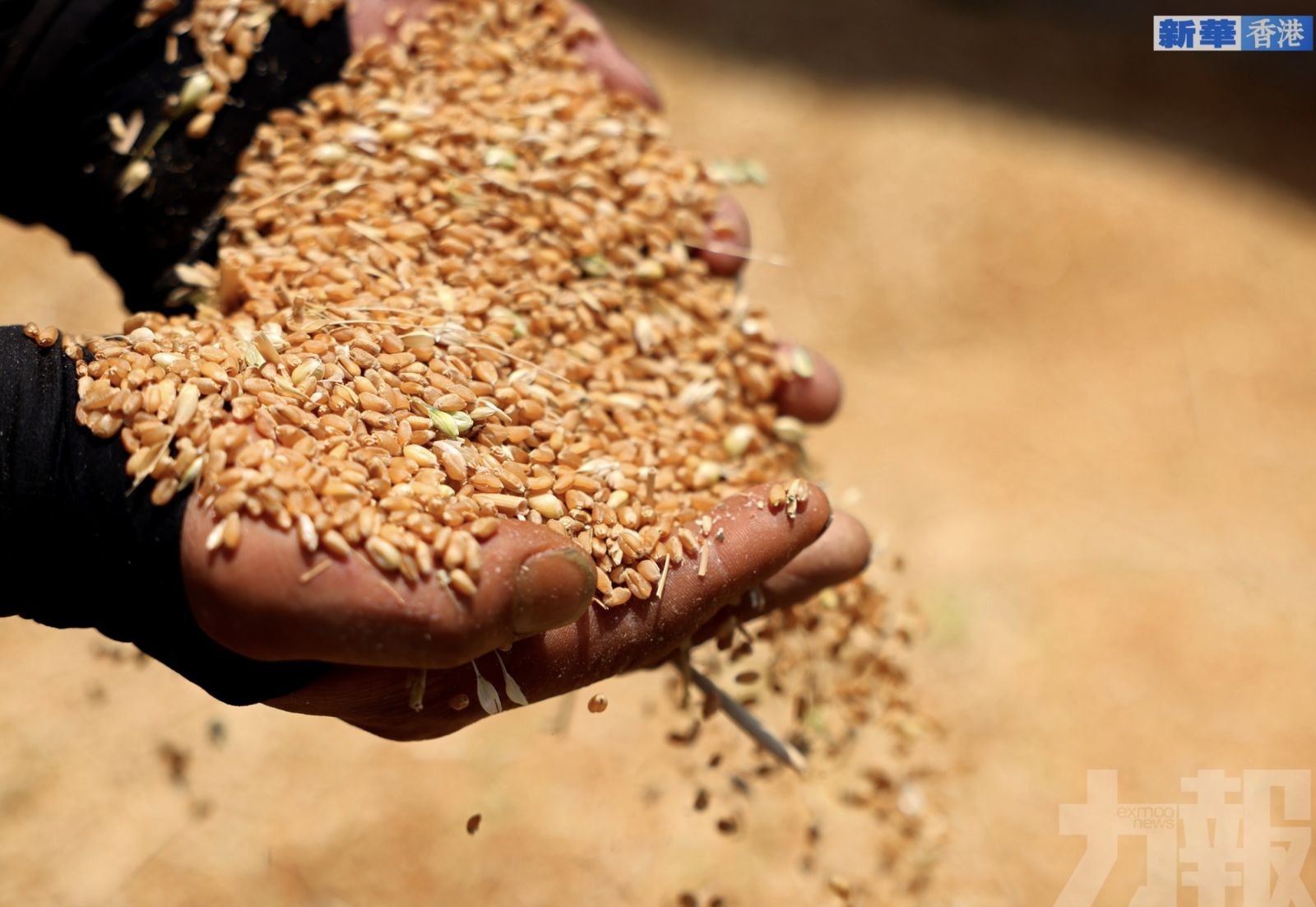 非法竊取親本種子與基因數據