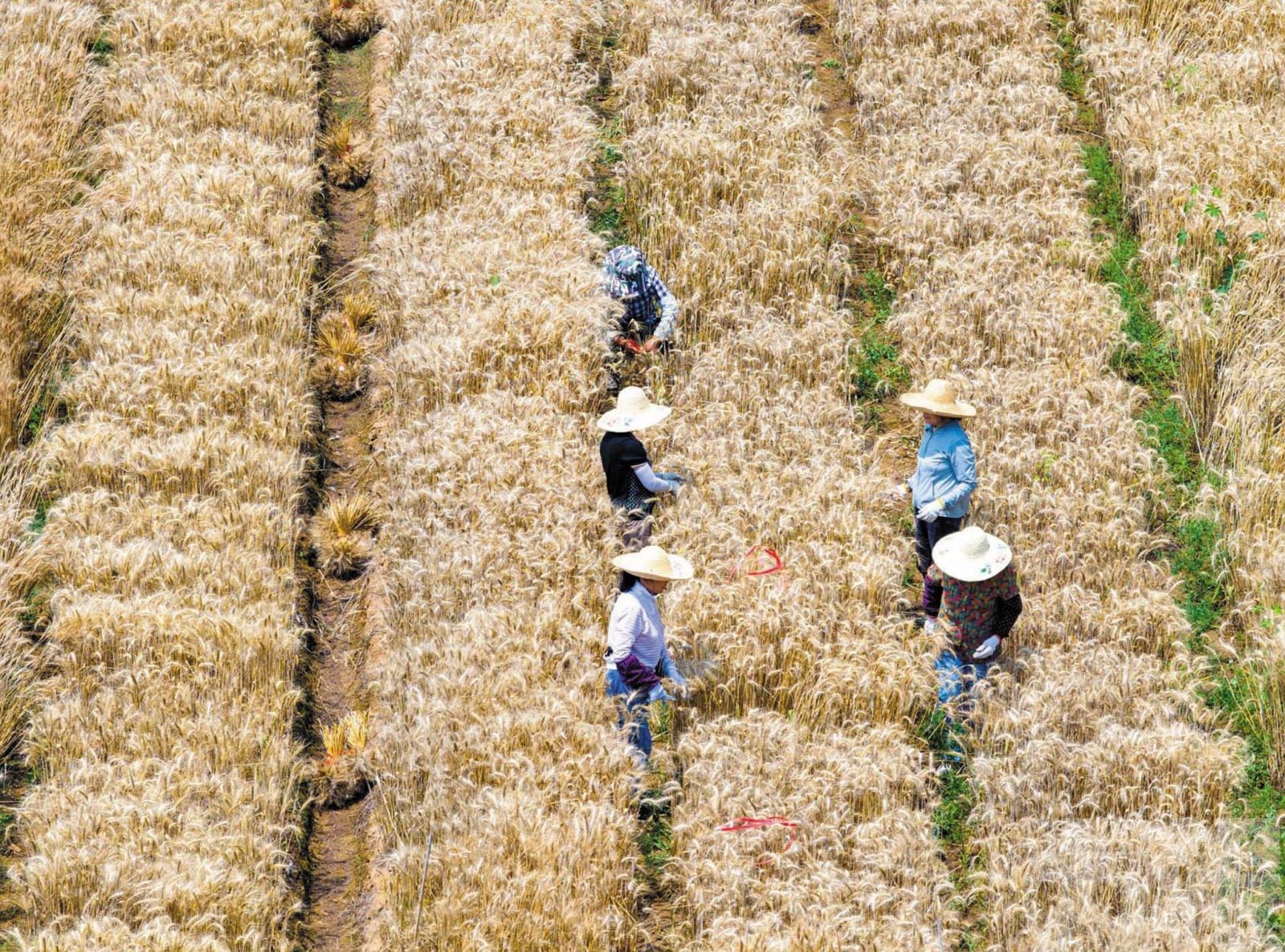 非法竊取親本種子與基因數據