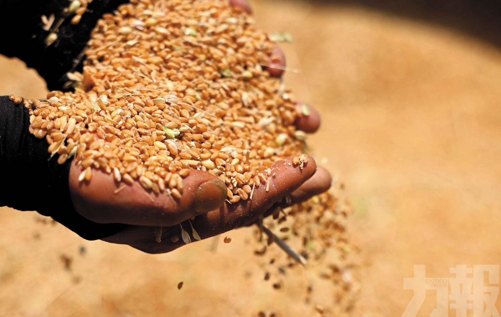 非法竊取親本種子與基因數據