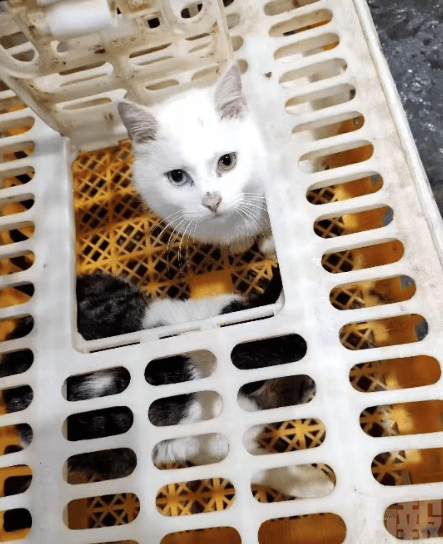 疑宰殺活貓烹菜官方介入
