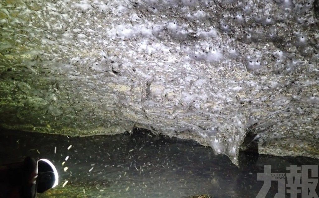 11萬隻蜘蛛共居和平共處