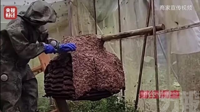 央視曝直播售蜂蛹日賣20噸