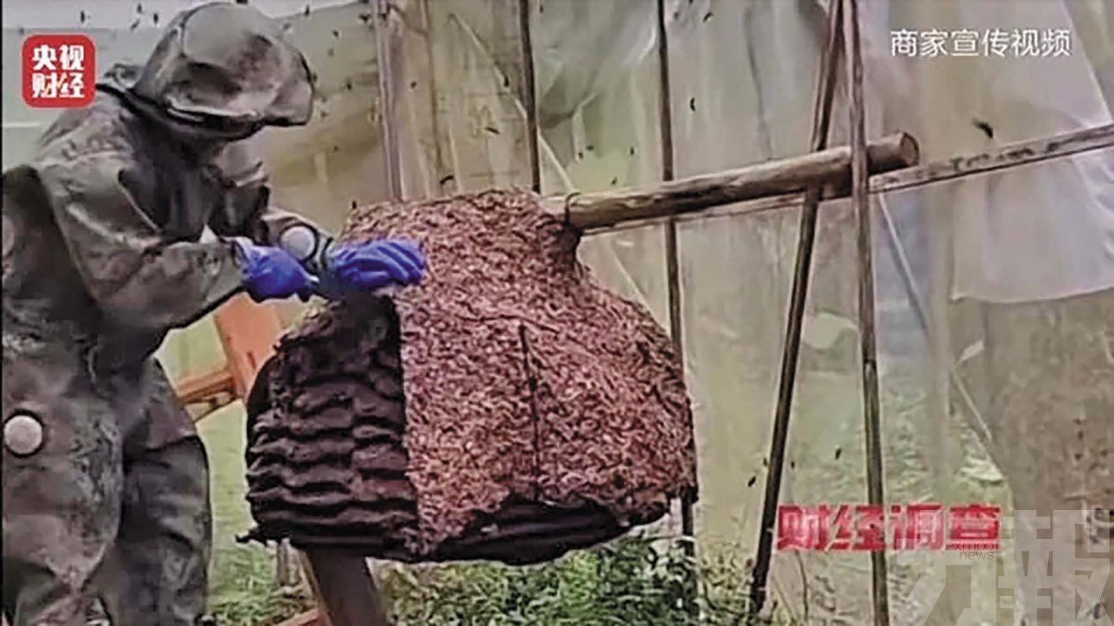 央視曝直播售蜂蛹日賣20噸
