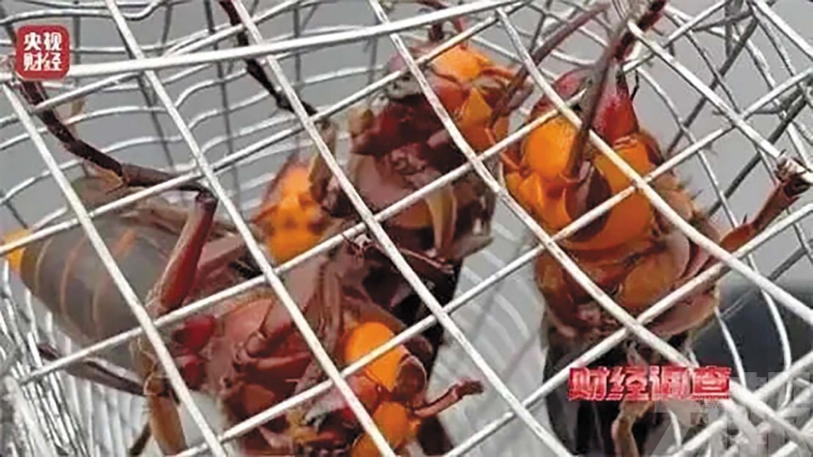 央視曝直播售蜂蛹日賣20噸