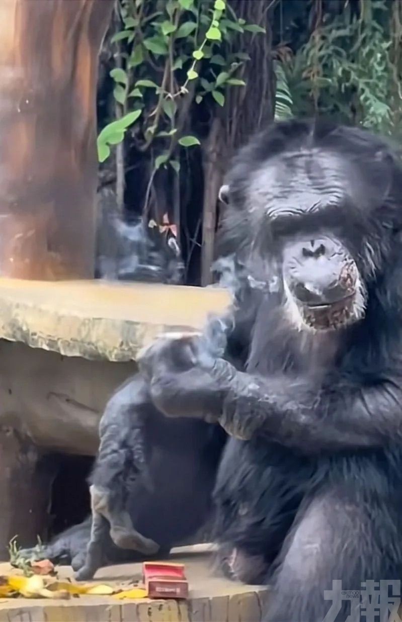 園方：曾被外國夫婦飼養