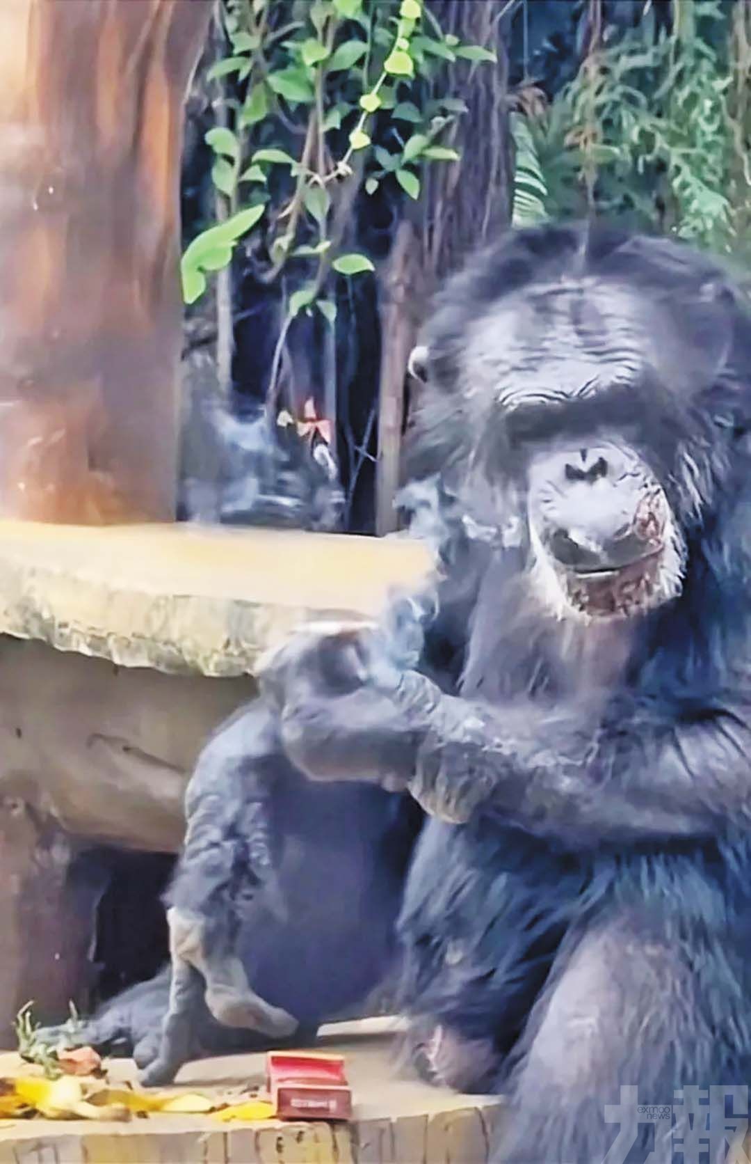 園方：曾被外國夫婦飼養