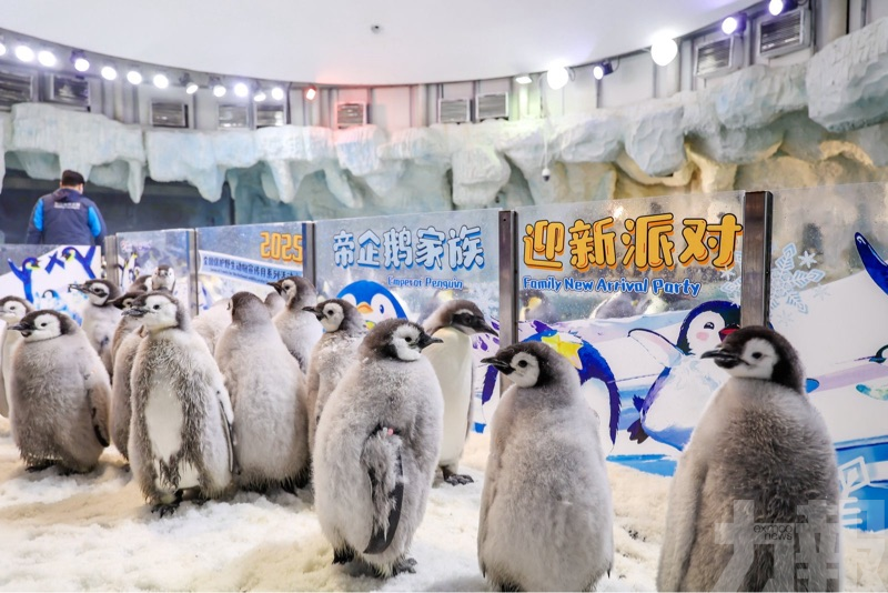 再度刷新全球人工保育紀錄