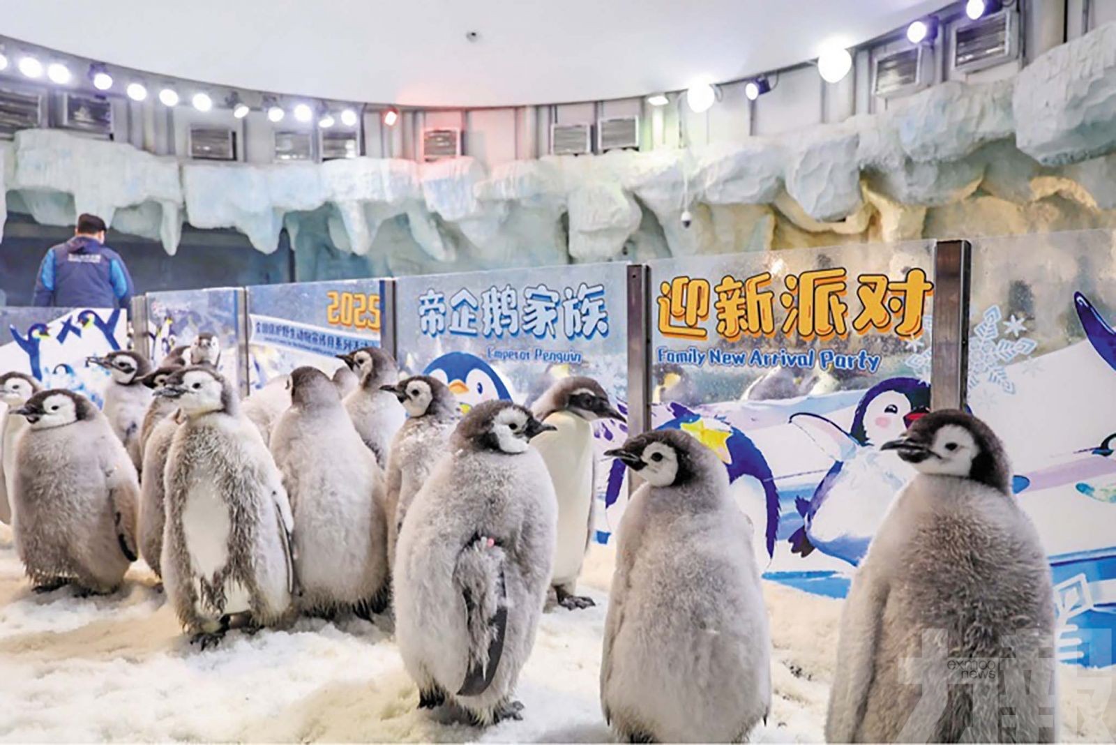 再度刷新全球人工保育紀錄