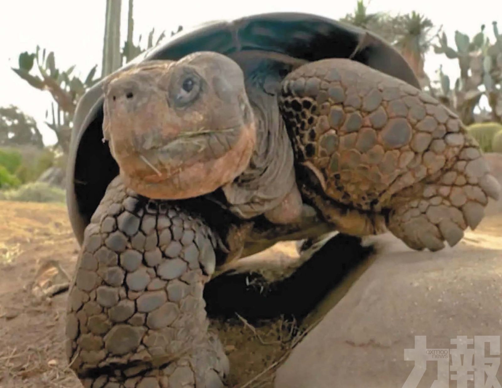 聖地牙哥動物園執行安樂死