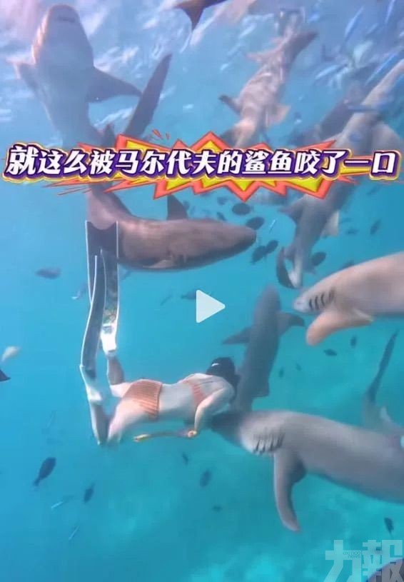 中國遊客被鯊魚咬一口