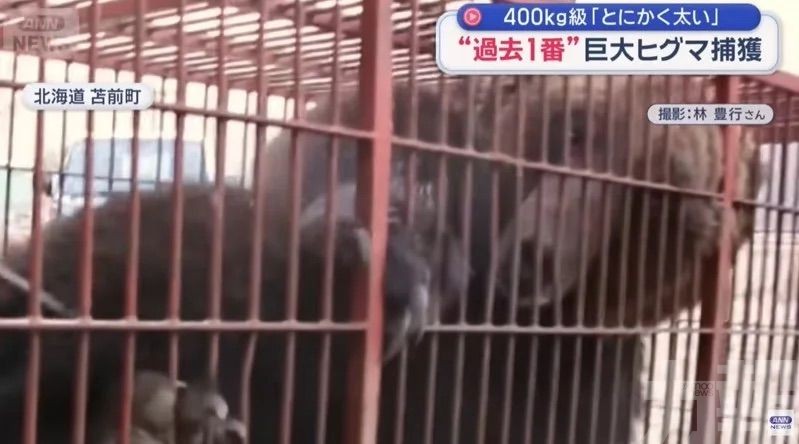 400公斤「怪獸級」棕熊被捕獲