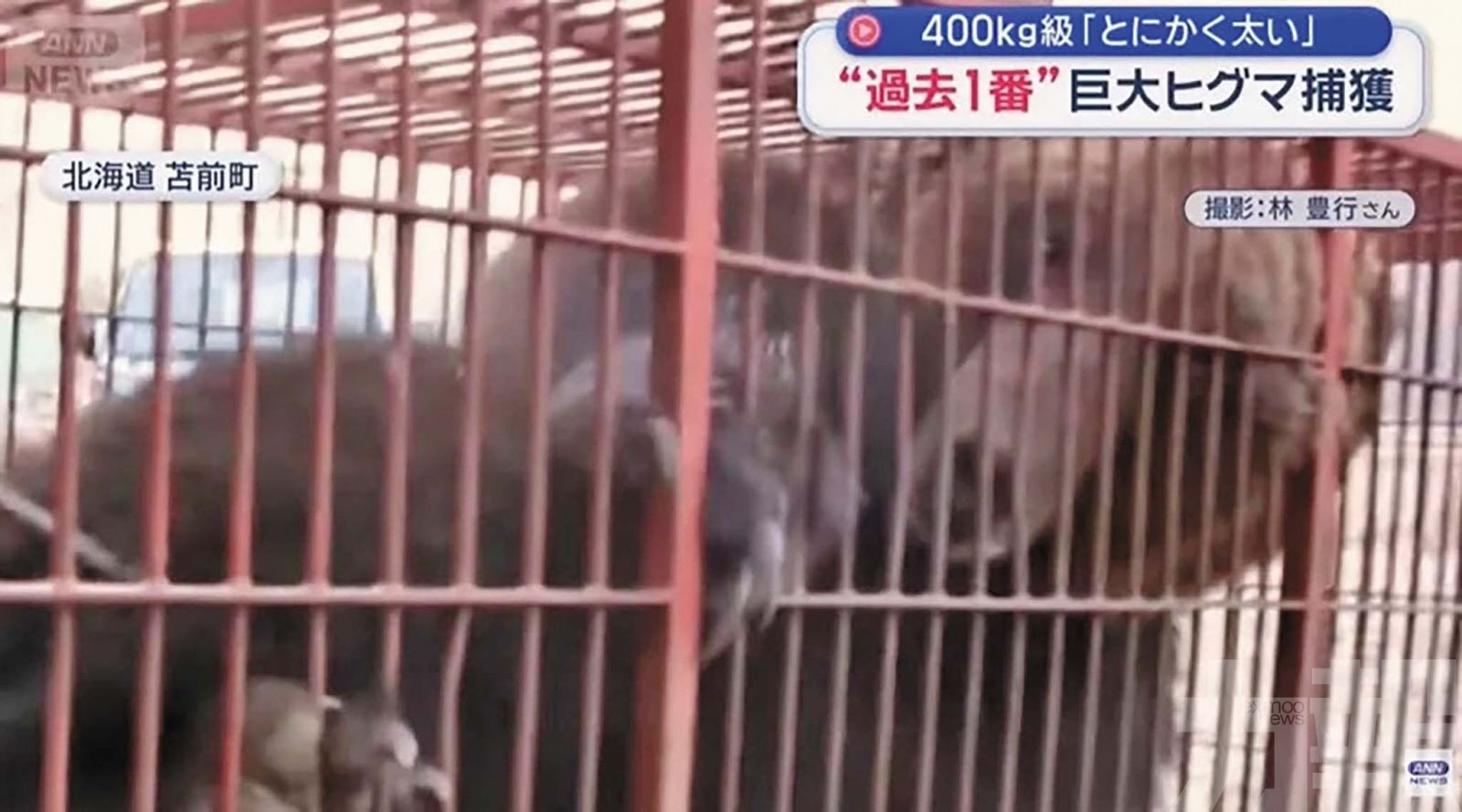 400公斤「怪獸級」棕熊被捕獲