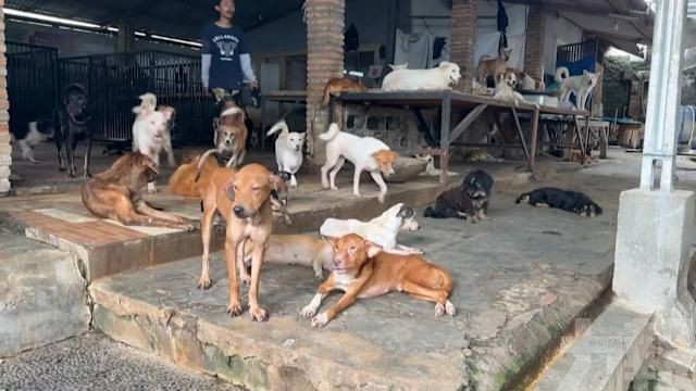 雅加達立法禁狗肉引饕客反彈