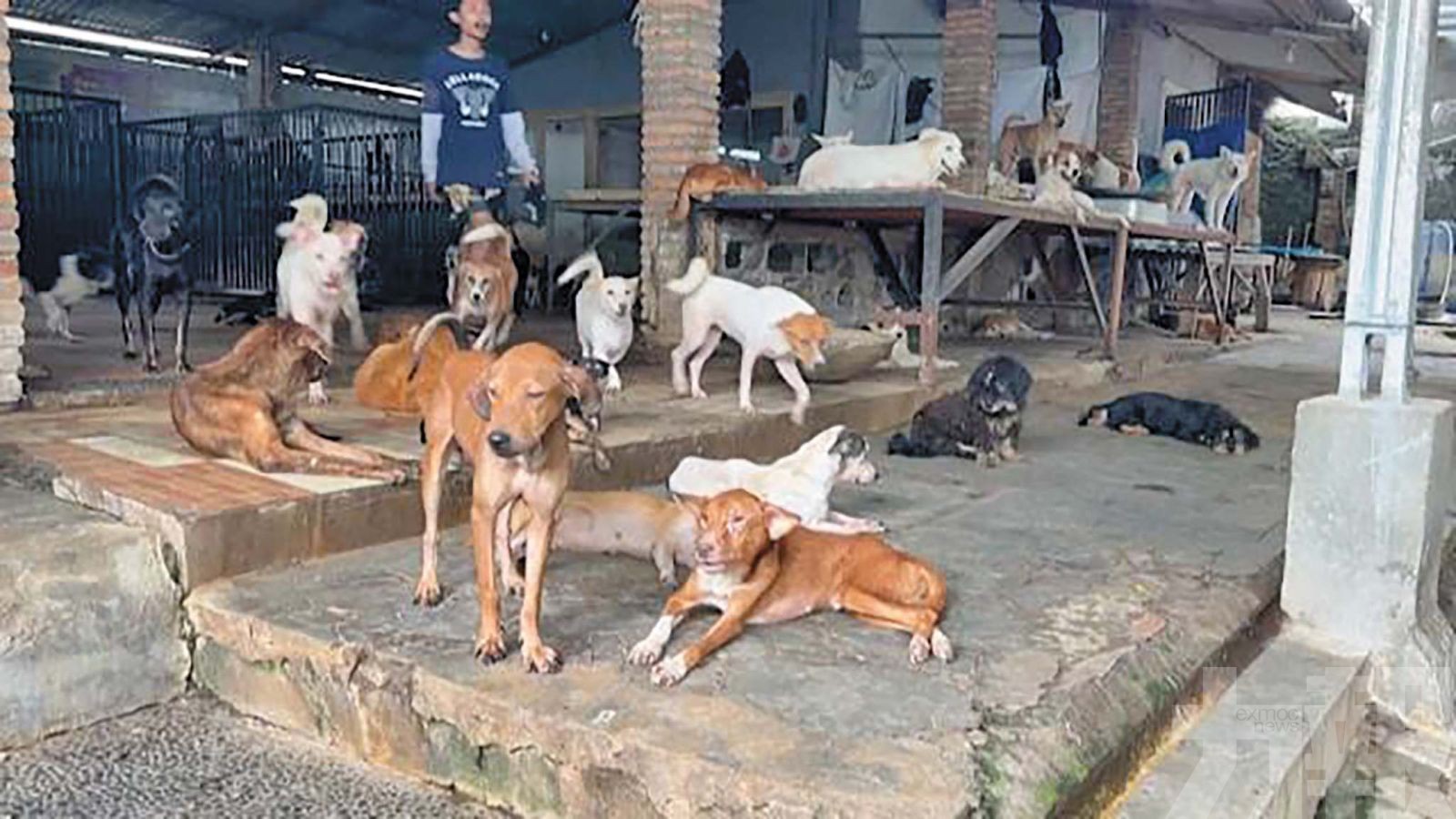 雅加達立法禁狗肉引饕客反彈