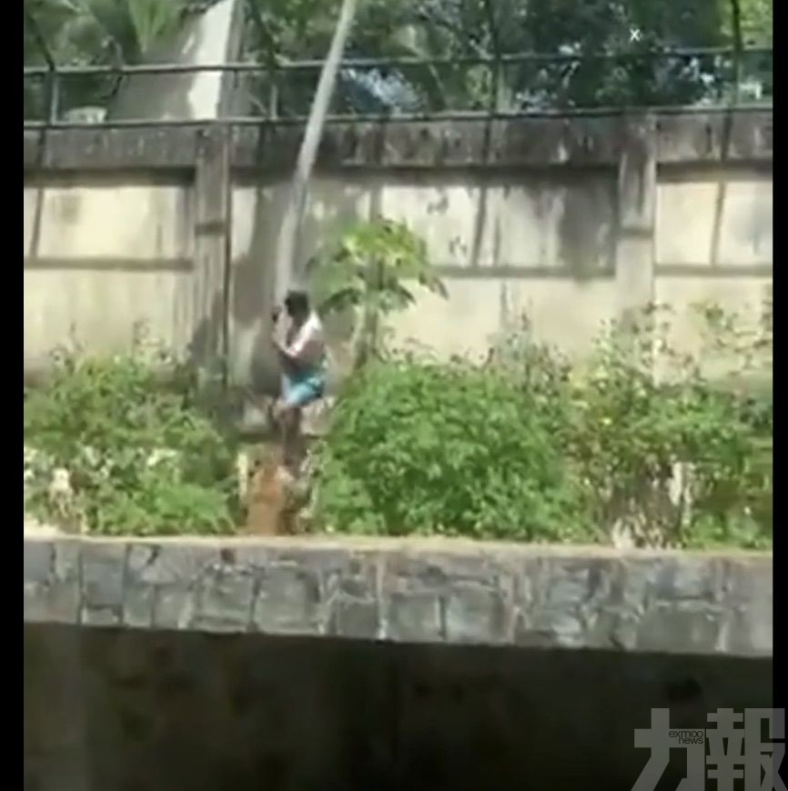 巴西青年闖入獅子展區遭咬死