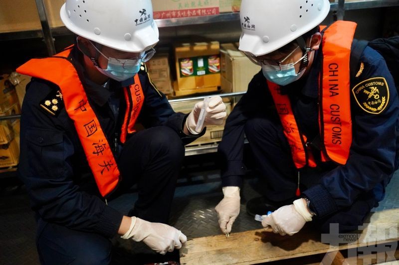 斯特倫克氏鋸白蟻具高度危害性