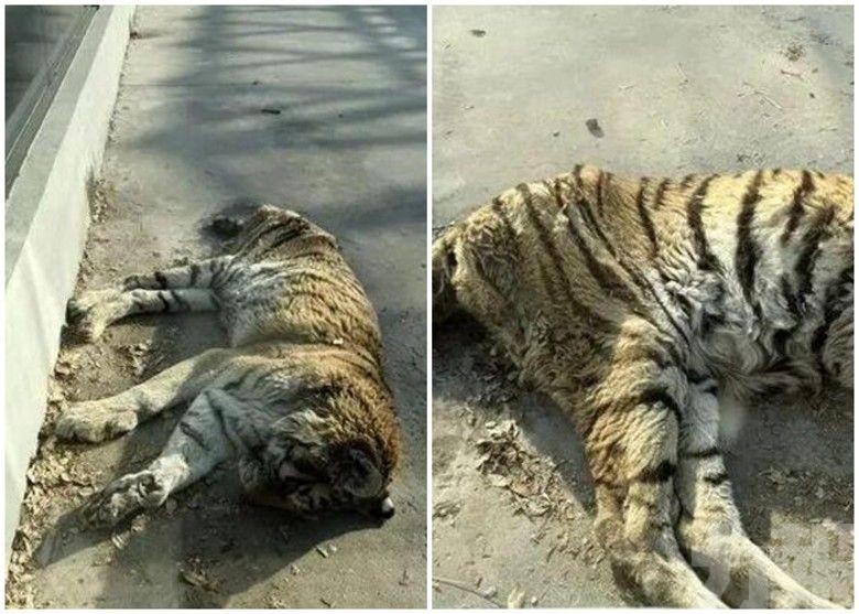 園方澄清屬年老非受虐