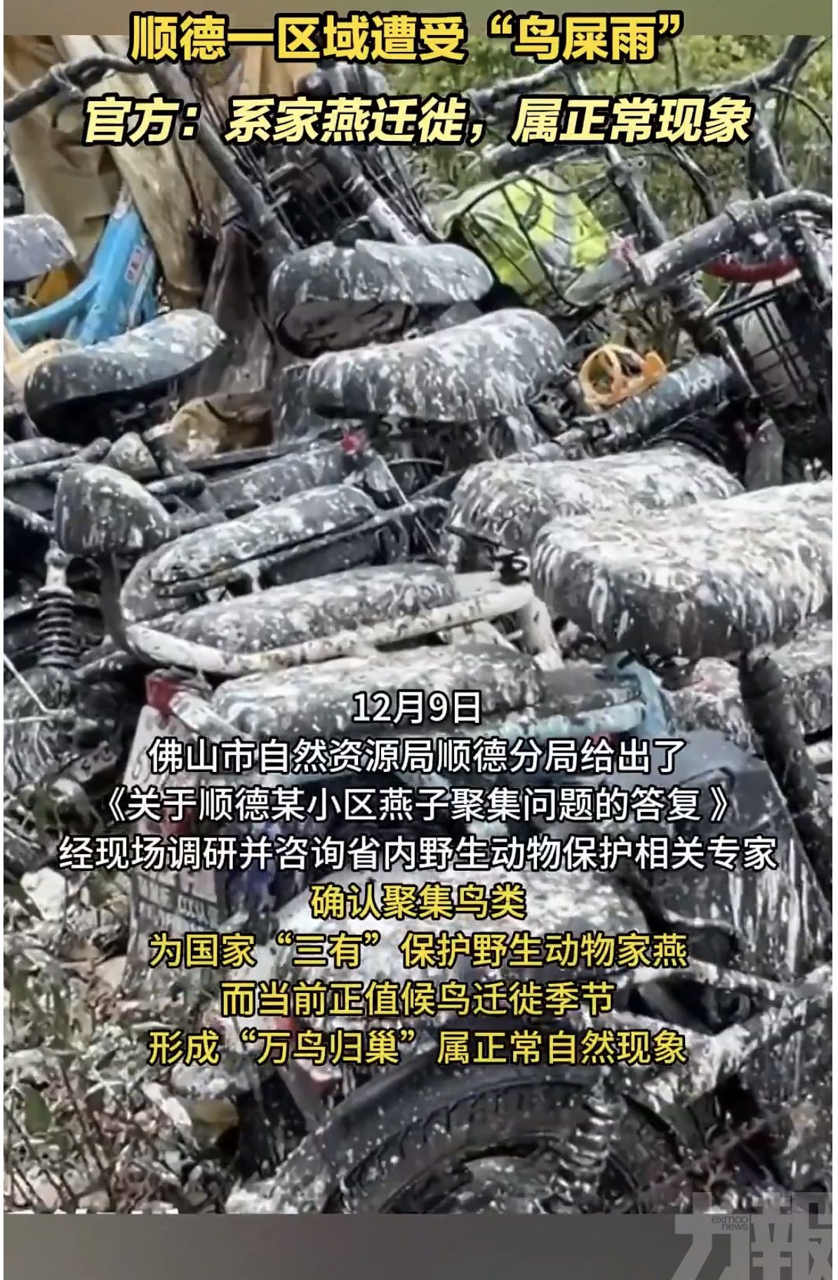 官方：家燕遷徙屬正常現象