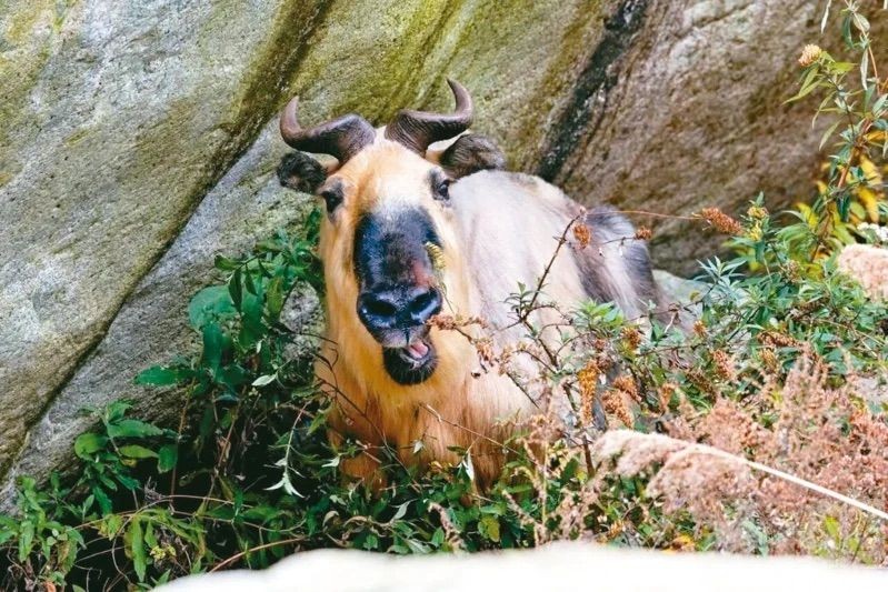 汶川震後首次留下通域影像紀錄