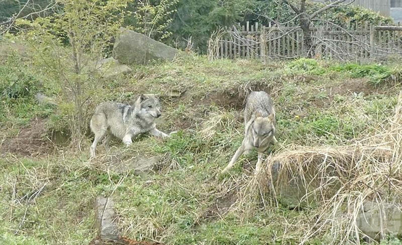 五小時後成功捕獲無人受傷