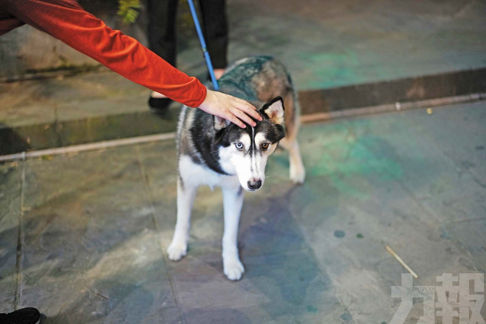 「行狗記錄器」熱銷防碰瓷