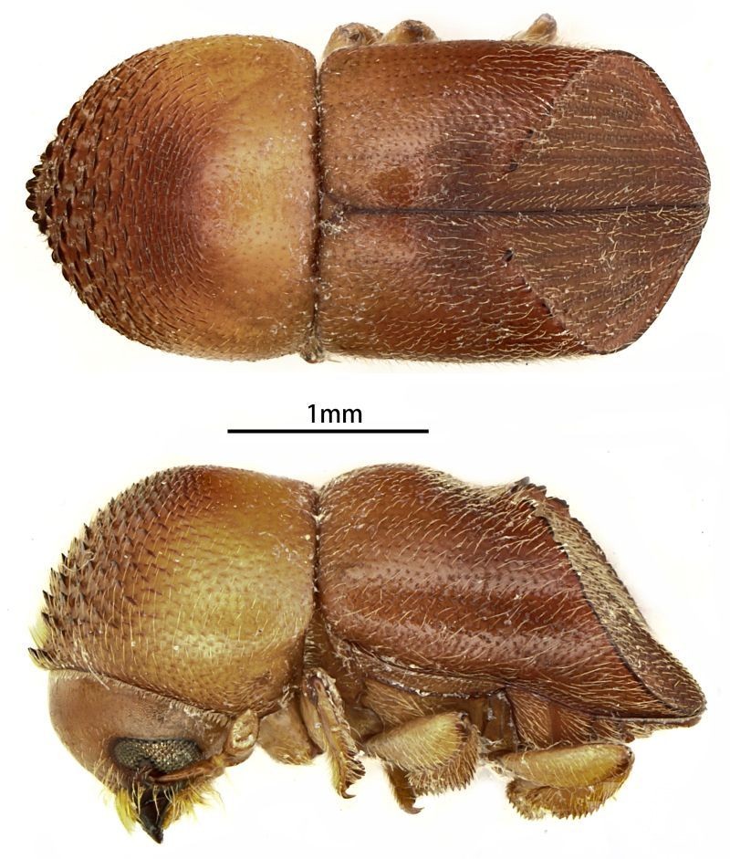 命名「梁氏雙棘小蠹」