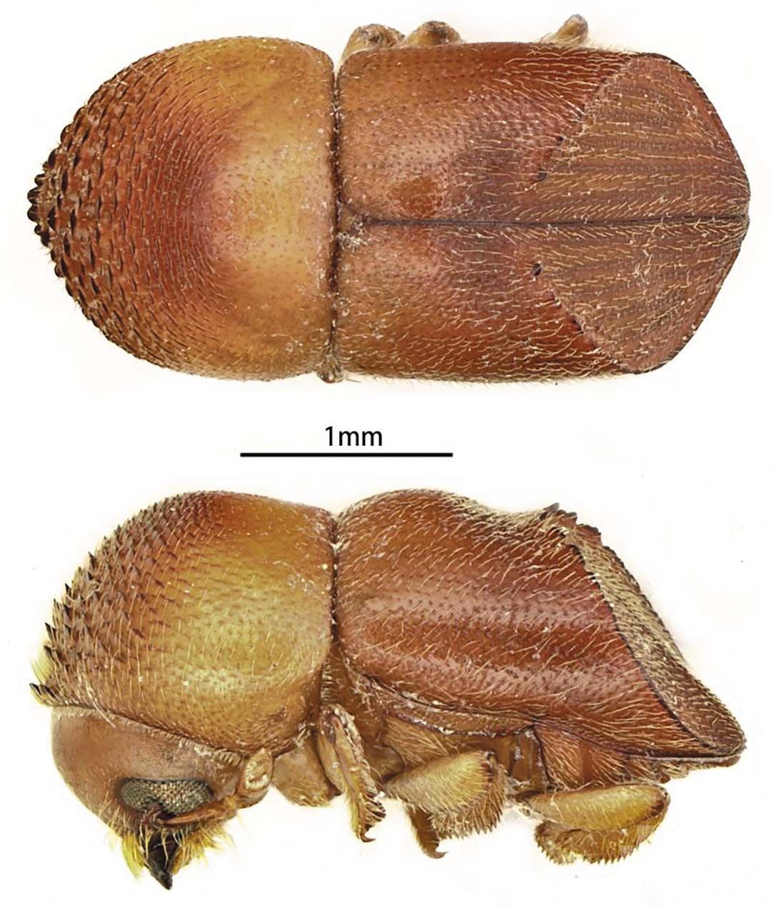 命名「梁氏雙棘小蠹」