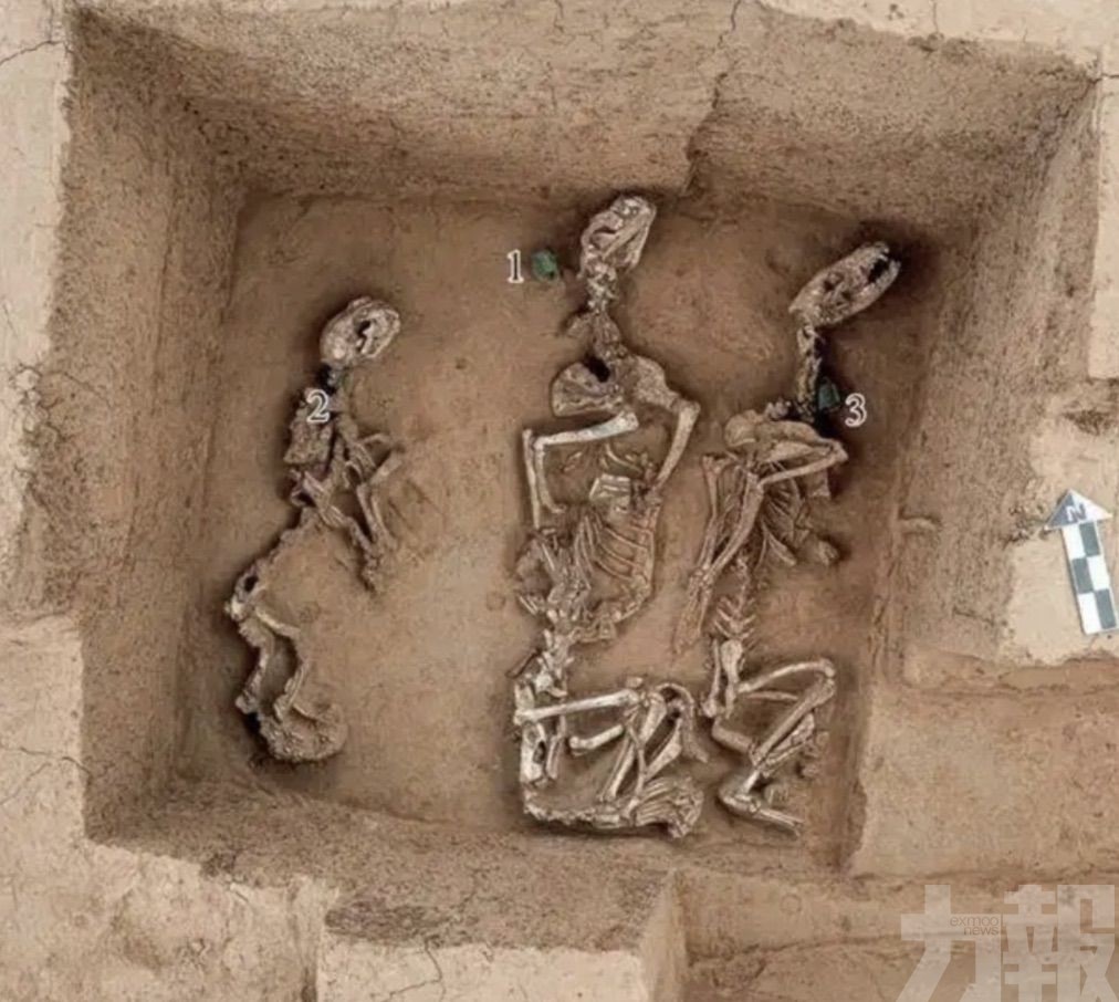 證實3,000年前已有馴養體系