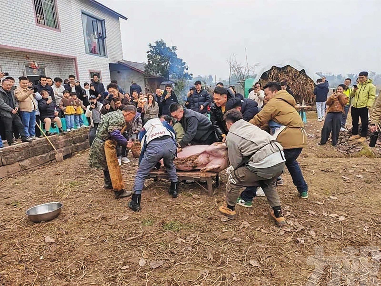 文旅局嘆：努力一年不如兩頭豬