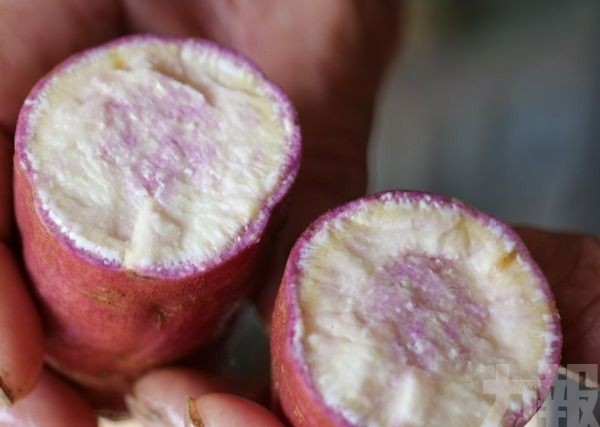 40萬斤「鹤洲金薯」首季上市