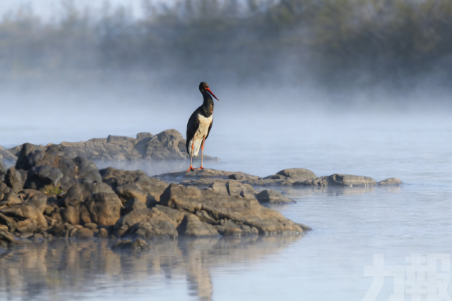 黑鸛首現丹霞山