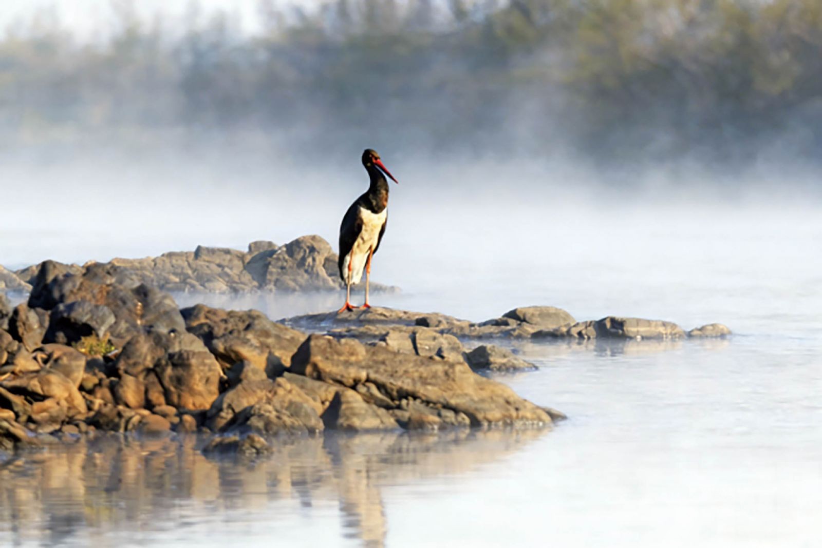 黑鸛首現丹霞山