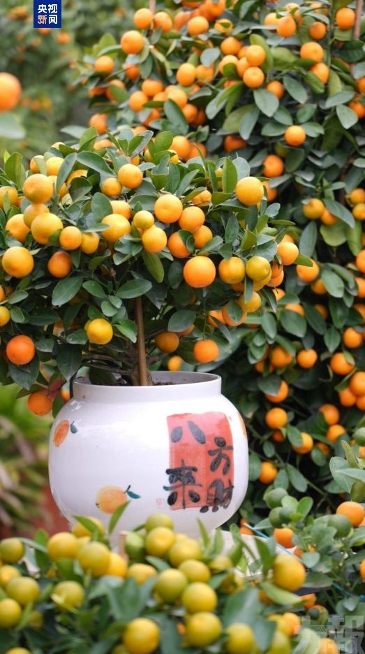 順德陳村把「大吉大利」種進新時代