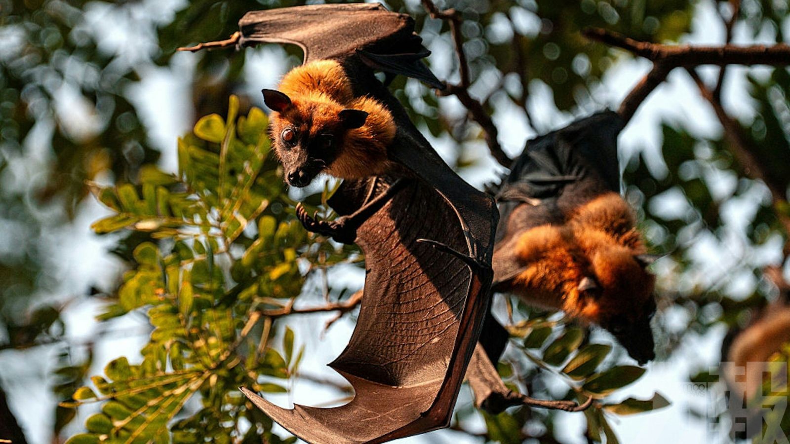 泰國果蝠驗出致命尼帕病毒