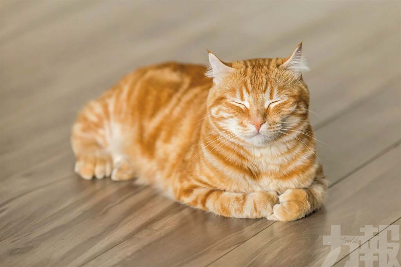 市場規模達3,678億泰銖