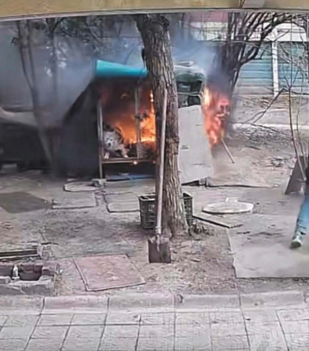 男童家長拒道歉：不就一條狗？