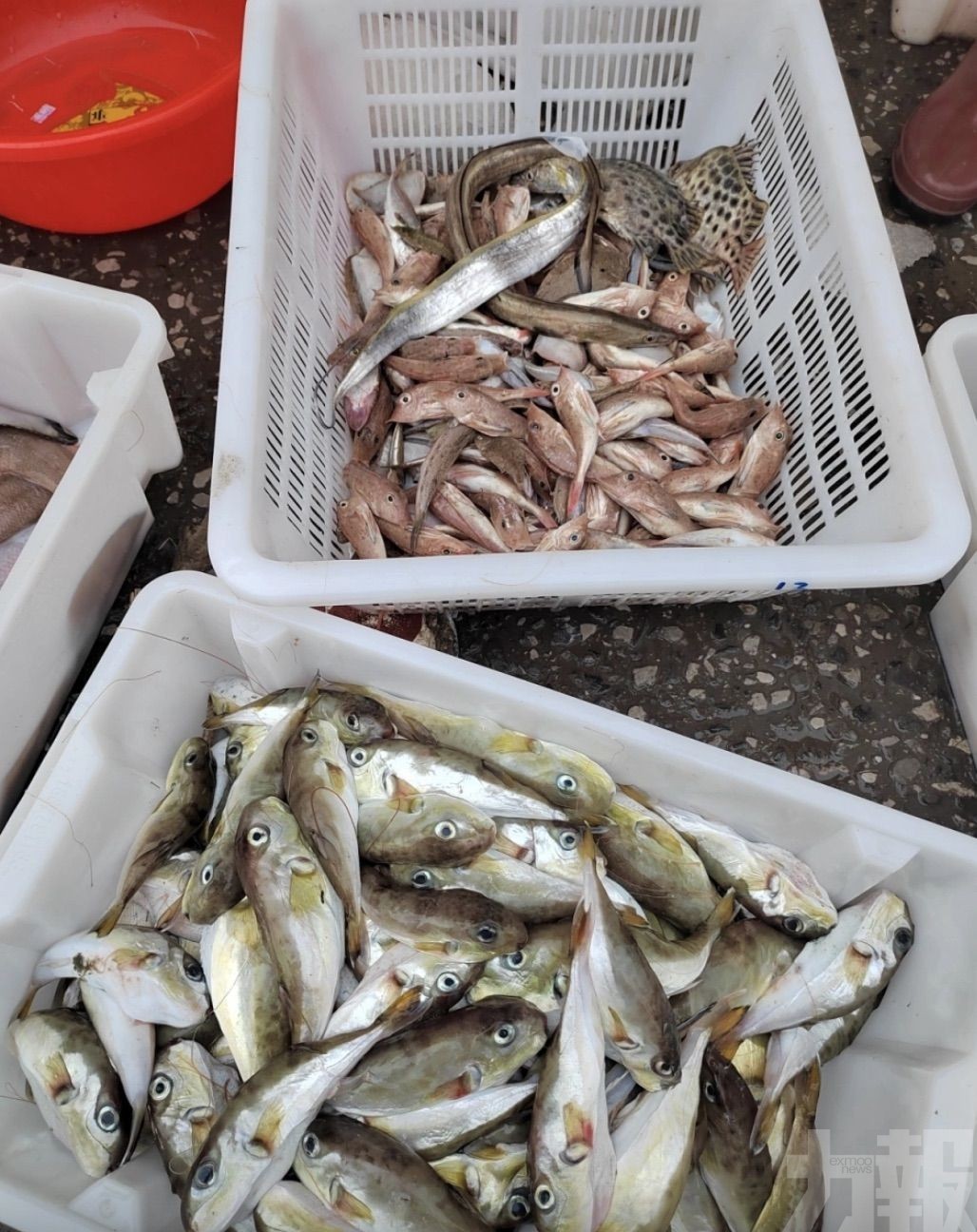 官方籲勿自行食用