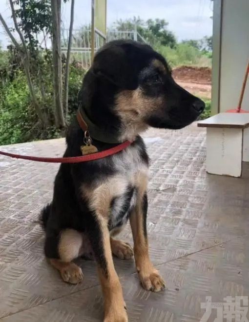 偷狗賊已被警方拘捕