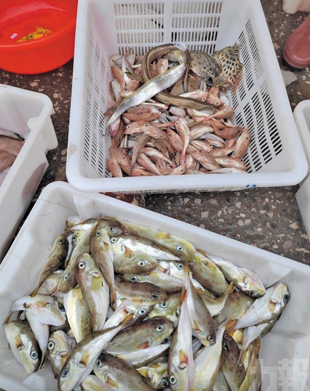 官方籲勿自行食用